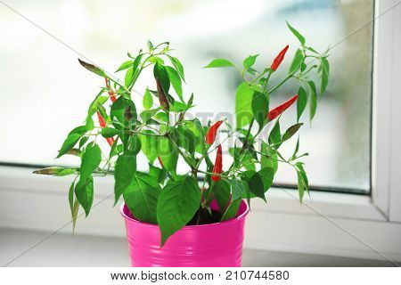Pot with red chili peppers on window sill