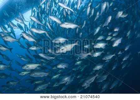 Japansk ravfisk i smør fisk agn bolden i havet i Japan