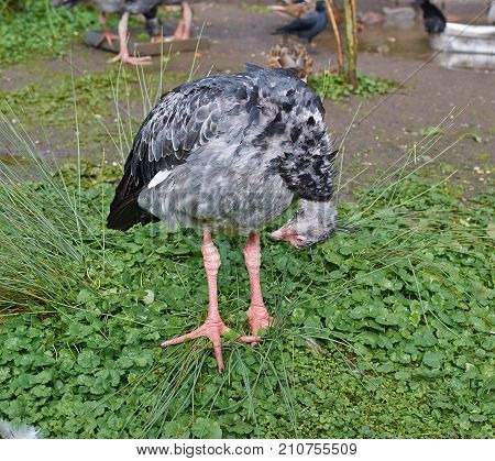 Southern screamer (Chauna torquata) bird is cleaning feathers.