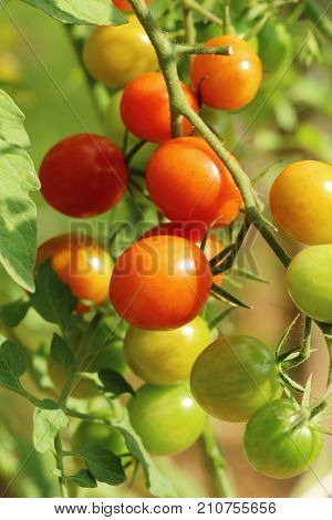 Fresh tomatoes on the tree in garden