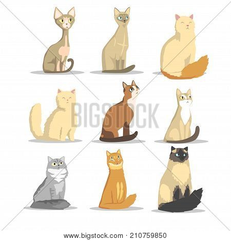 Cat different breeds set, cute pet animal vector Illustrations on a white background