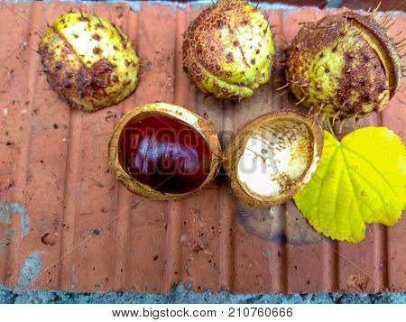 Ripe chestnuts on red brick, outdoor shooting, top view, autumn background