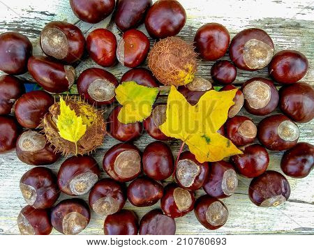 Ripe chestnuts white wooden background, outdoor shoot, top view, background