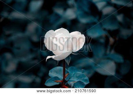 Beautiful white rose. Single flower close up on dark blue background