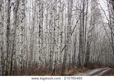A Muddy Road In A Birch Forest