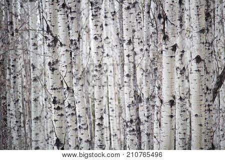 A Personal Perspective If You Get Lost In A Birch Forest
