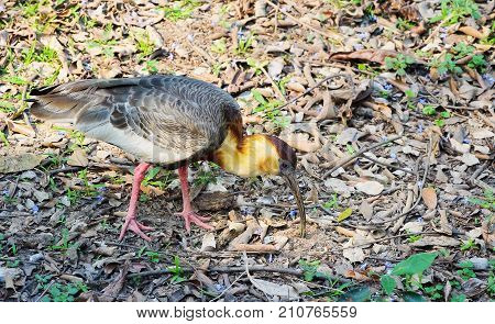 Curicaca Bird Searching For Food On The Ground