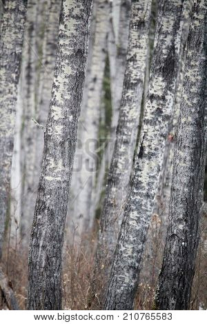 View Of An Endless Birch Forest In Spring