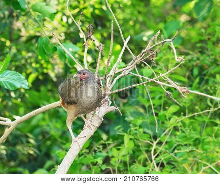 Ortalis Guttata Bird, Known As Aracua-pintado In Brazil