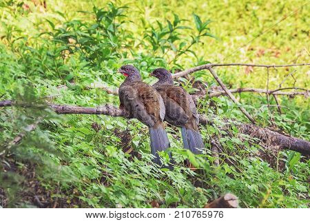 Ortalis Guttata Bird, Known As Aracua-pintado In Brazil