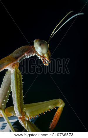 Mantis, macro photography common green mantis or pray mantis isolated on black background.
