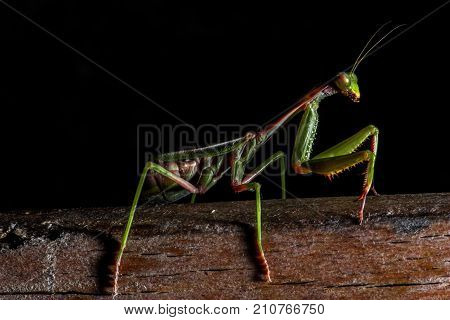 Mantis, macro photography common green mantis or pray mantis isolated on black background.