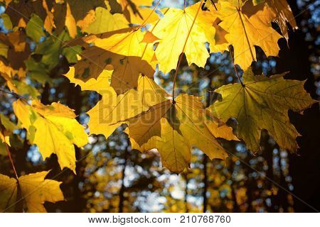 The sun through yellow autumn maple leaves in Park, closeup