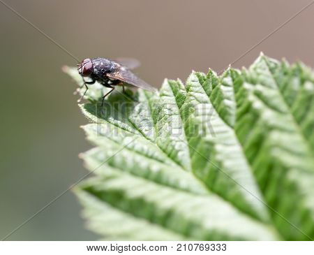 fly in nature. Macro . In the park in nature