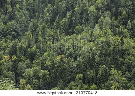 Coniferous green trees in the forest on mountainside. Concept of an ecosystem and a healthy environment. Neighborhood of Lake Riza. Texture of coniferous forest for background