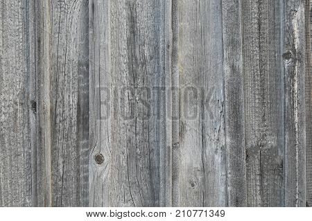 Wood Texture