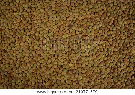 texture of the scattered on the table grains of brown lentils
