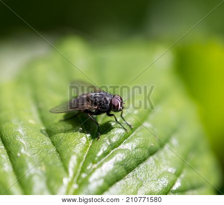 fly in nature. macro . In the park in nature