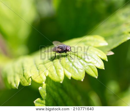 fly in nature. macro . In the park in nature