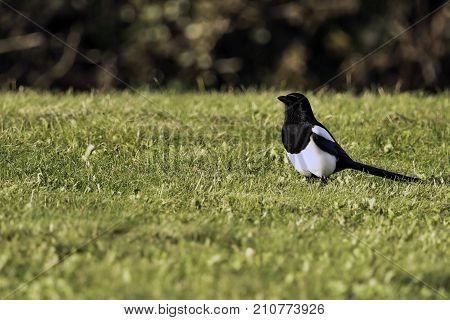 Wild magpie in the park - Bedfont Lakes Country Park, London