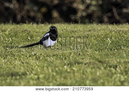 Wild magpie in the park - Bedfont Lakes Country Park, London