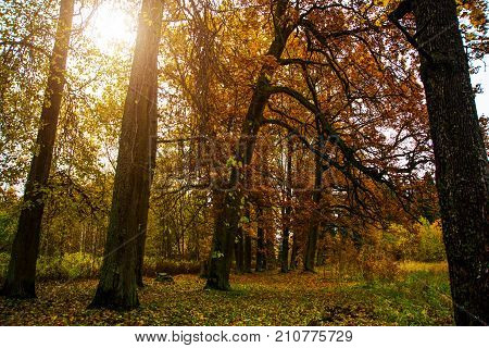Beautiful Autumn Forest In Russia. The Park Estate Rozhdestveno. Leningrad Oblast.