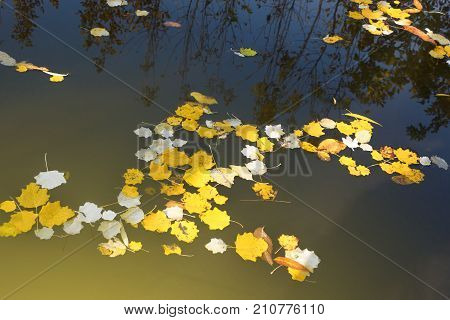 leaves on the surface of water in a dark river, svete solntsa in the light of the sun