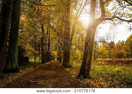 Beautiful Autumn Forest In Russia. The Park Estate Rozhdestveno. Leningrad Oblast.