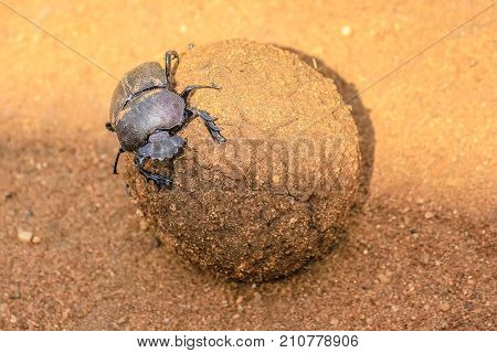Ball of excrement rolled by dung beetle on the sand ground in the Serengeti National Park, Tanzania in Africa.