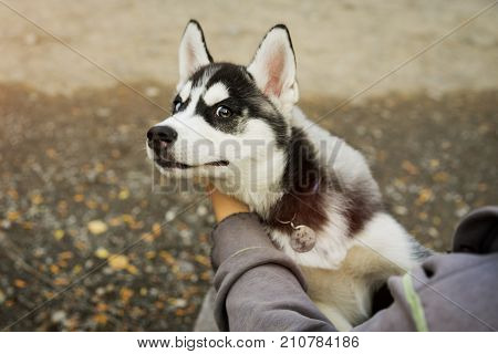 beautiful Siberian hussy puppy with colorful eyes puts his head in the hands of the owner