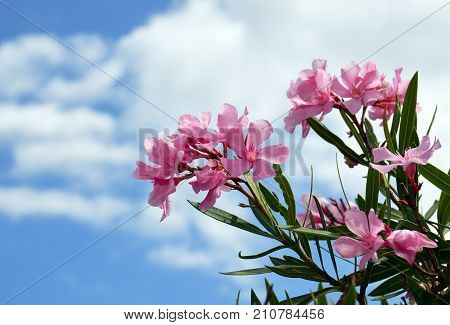 Pink Oleander flowers (Oleander Nerium)on a blue sky background.Blooming oleander with beautiful pink flowers.Selective focus.Copy space.
