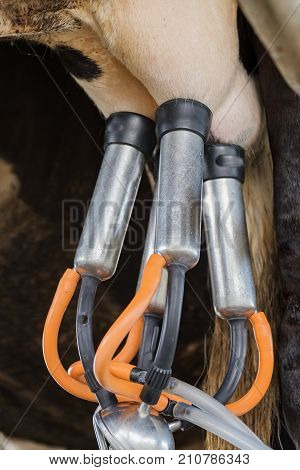 Dairy Farming