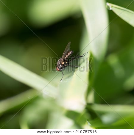 fly in the grass. macro In the park in nature