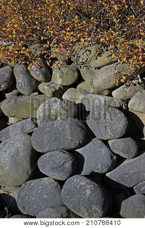 Large oval stones under a bush with yellow leaves