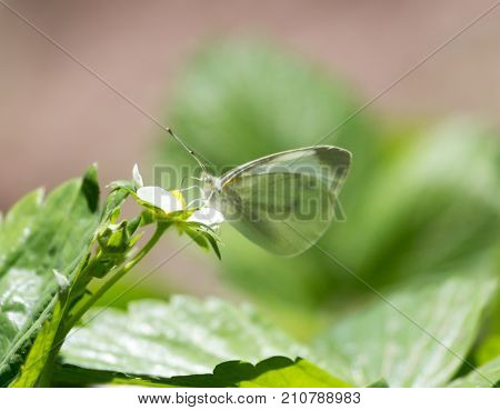 butterfly on flower strawberries In the park in nature