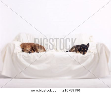 GREYHOUND AND TERRIER SLEEPING ON WHITE BLANKET COVERING SOFA