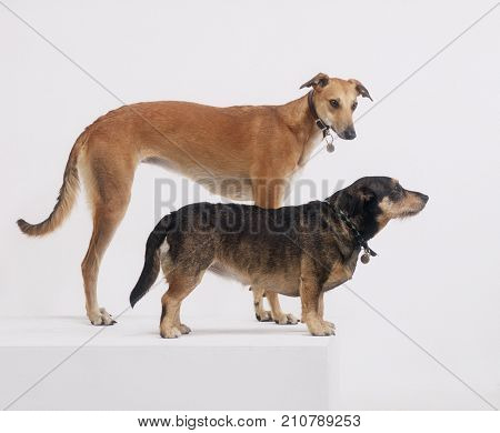 GREYHOUND AND TERRIER STOOD ON WHITE BACKGROUND