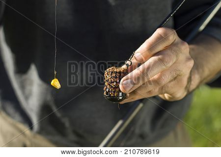 An angler's hand holds a basket of bait and angler's leader with a hook with a grain of corn.