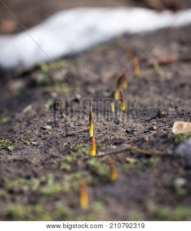 flower seedlings. macro In the park in nature