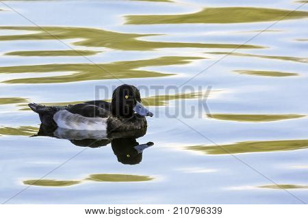 Tufted Duck swimming - Bedfont Lakes Country Park, London