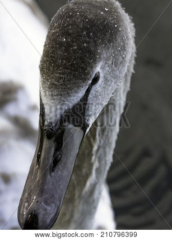 Young Swan - Bedfont Lakes Country Park, London