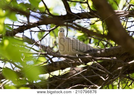 pigeon on the tree In the park in nature