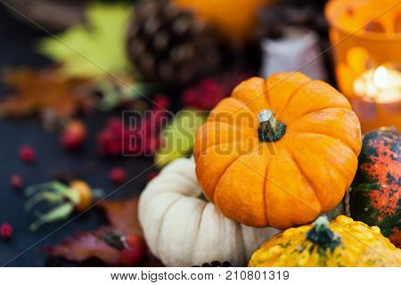 Autumnal Colorful  Pumpkins  On Candle And Fallen Leaves Background