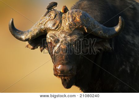 Stará Africká buffalo bull - Syncerus caffer - Jižní Afrika