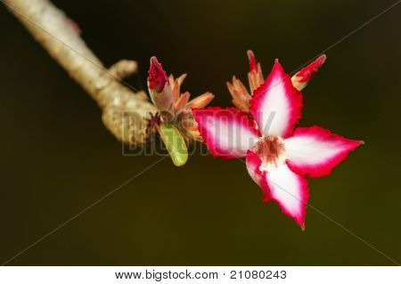 Impala Lily flower (Adenium multiflorum) Kruger National Park - Etelä-Afrikka