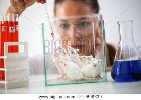 Woman Chemist Testing New Formula On Little Mouses