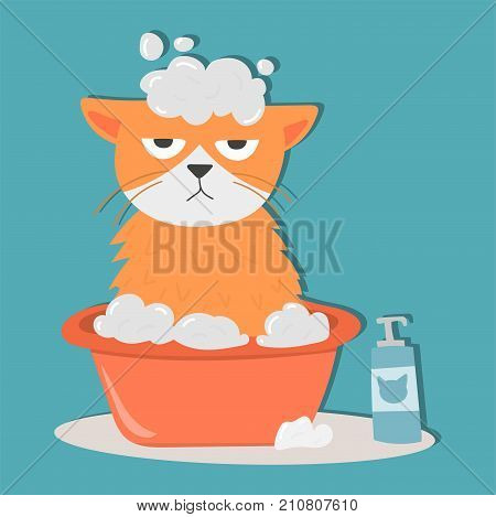 Portrait cat animal bathe pet cute kitten purebred feline kitty domestic fur adorable mammal character vector illustration. Prettyfunny tabby beautiful cat.