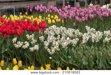 colorful tulips and daffodils blooming in a garden