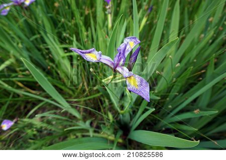 The flower of a Blue Flag Iris (iris virginica) blooms along the shore of a small lake in Joliet, Illinois, during June.