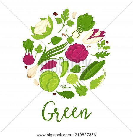 Green salads and fresh vegetables or seasoning herbs poster for healthy diet food ingredients. Vector spinach, cucumber and pepper, cabbage or onion and parsley, arugula and kohlrabi or basil salad